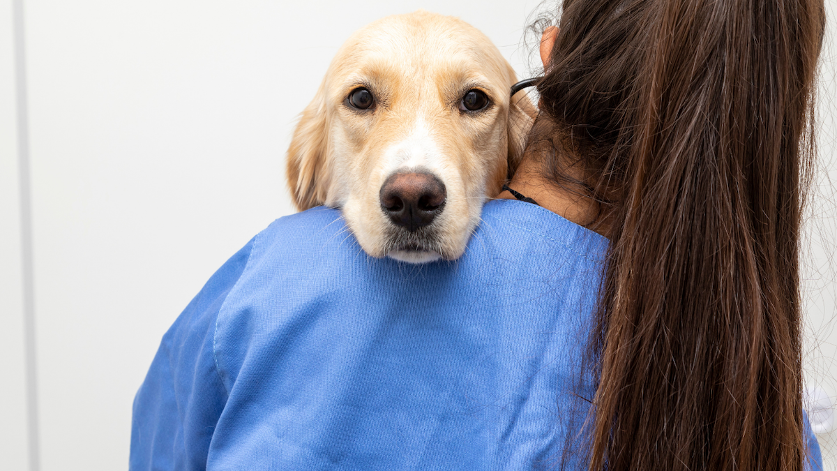 dog