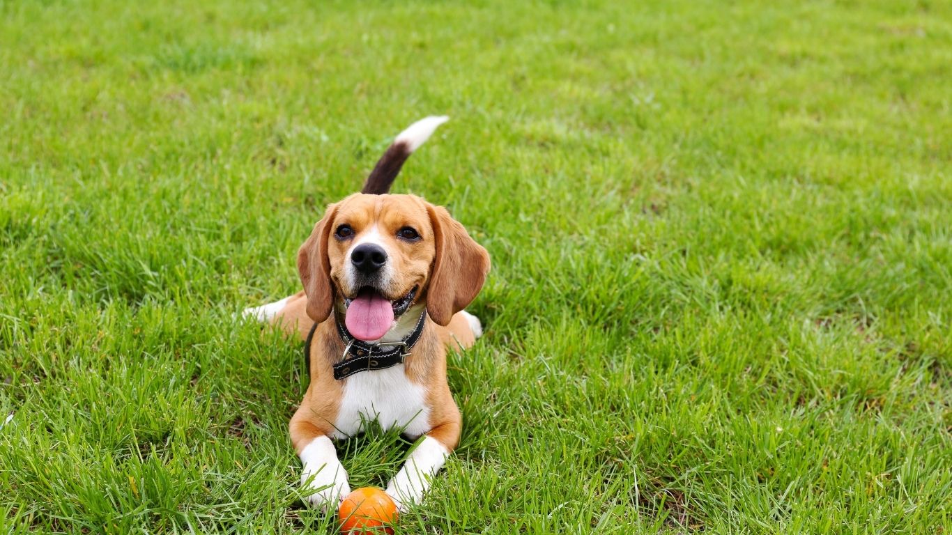 beagle