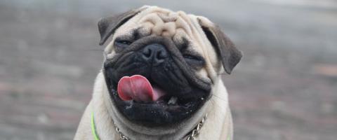 Fawn pug smiling at camera Fawn pug smiling at camera