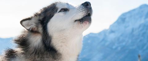 Alaskan Malamute howling Alaskan Malamute howling
