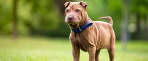 Chinese Shar Pei Breed Chinese Shar Pei Breed