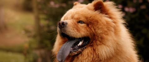 Chow chow dog breed guide Chow chow dog breed guide