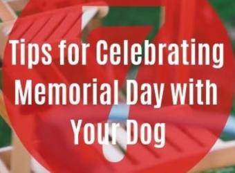 7 Tips for Celebrating Memorial Day with your Dog