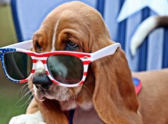 4 Potential Dangers to Your Pet On the 4th of July