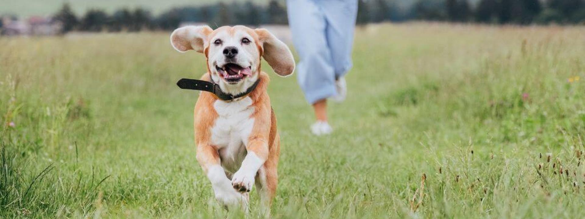 Battling Tick-Borne Diseases: A Focus on Ehrlichiosis and Anaplasmosis