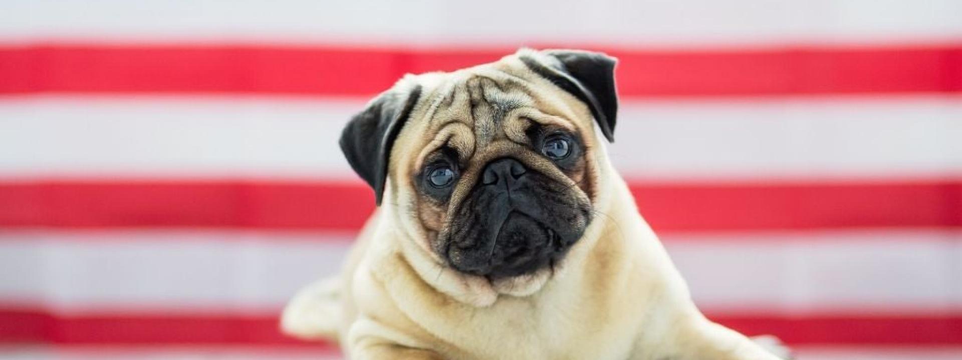 potential dangers to pets on the 4th of july