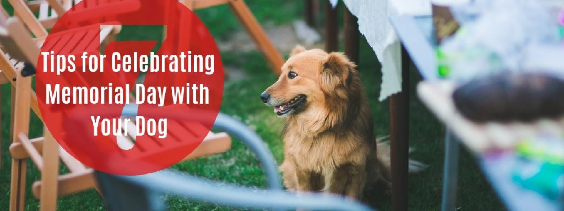 Photo of a dog sitting by a picnic table