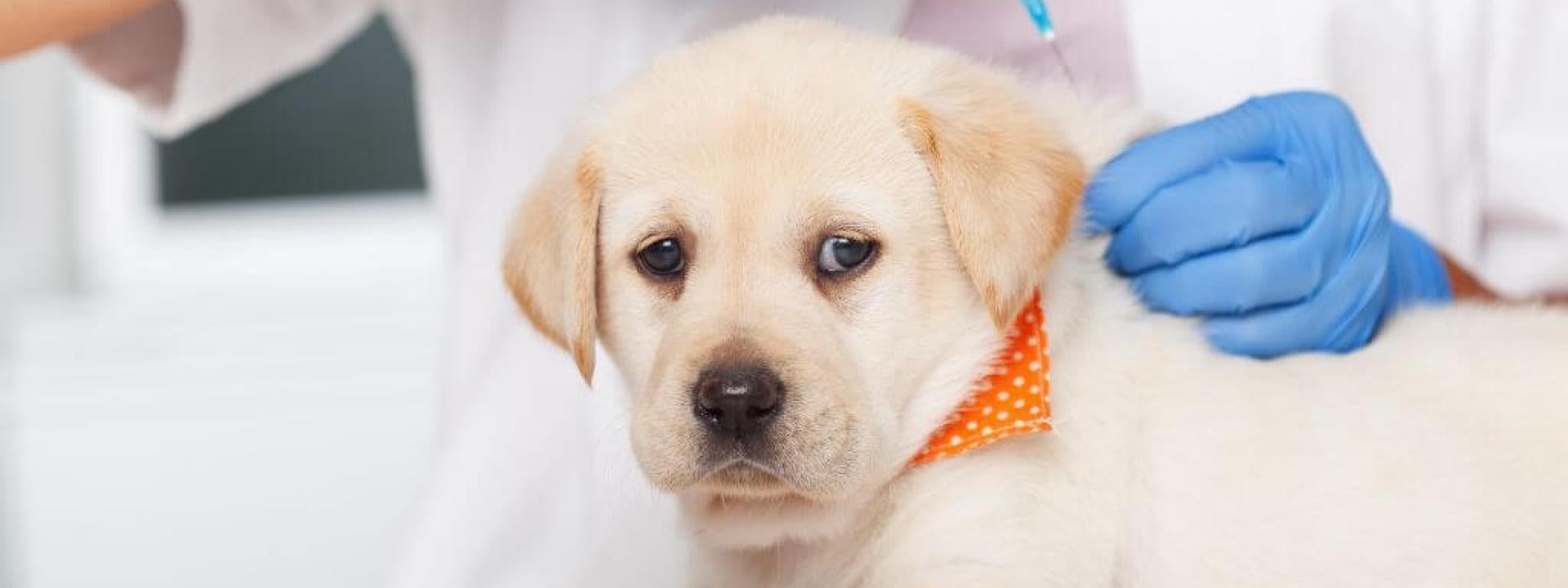 Small puppy getting a dog vaccination at the vet's office
